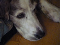 Nat 4 and 5 Chemistry Assessments